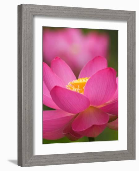 Perry's Water Garden, Lotus Blossom, Franklin, North Carolina, USA-Joanne Wells-Framed Photographic Print