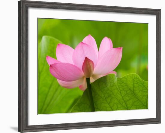 Perry's Water Garden, Lotus Blossom, Franklin, North Carolina, USA-Joanne Wells-Framed Photographic Print