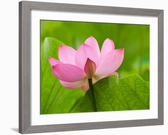 Perry's Water Garden, Lotus Blossom, Franklin, North Carolina, USA-Joanne Wells-Framed Photographic Print