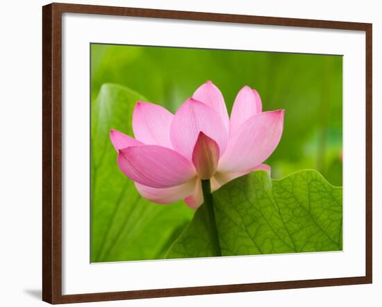 Perry's Water Garden, Lotus Blossom, Franklin, North Carolina, USA-Joanne Wells-Framed Photographic Print