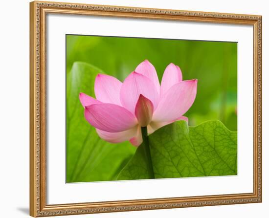 Perry's Water Garden, Lotus Blossom, Franklin, North Carolina, USA-Joanne Wells-Framed Photographic Print