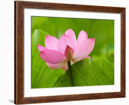 Perry's Water Garden, Lotus Blossom, Franklin, North Carolina, USA-Joanne Wells-Framed Photographic Print