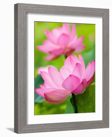 Perry's Water Garden, Lotus Blossom, Franklin, North Carolina, USA-Joanne Wells-Framed Photographic Print