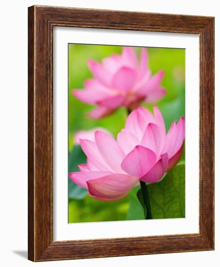 Perry's Water Garden, Lotus Blossom, Franklin, North Carolina, USA-Joanne Wells-Framed Photographic Print