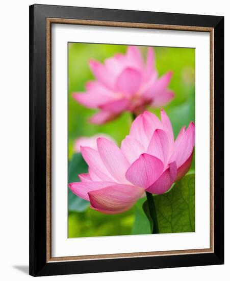 Perry's Water Garden, Lotus Blossom, Franklin, North Carolina, USA-Joanne Wells-Framed Photographic Print