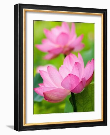 Perry's Water Garden, Lotus Blossom, Franklin, North Carolina, USA-Joanne Wells-Framed Photographic Print