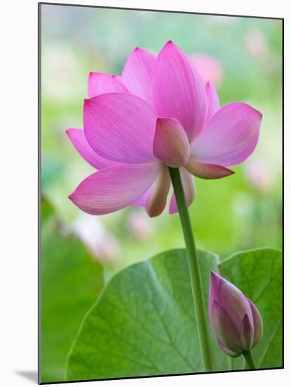 Perry's Water Garden, Lotus Blossom, Franklin, North Carolina, USA-Joanne Wells-Mounted Premium Photographic Print