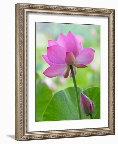 Perry's Water Garden, Lotus Blossom, Franklin, North Carolina, USA-Joanne Wells-Framed Photographic Print