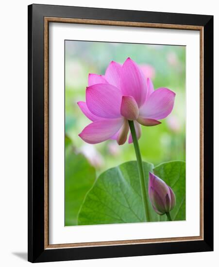 Perry's Water Garden, Lotus Blossom, Franklin, North Carolina, USA-Joanne Wells-Framed Photographic Print