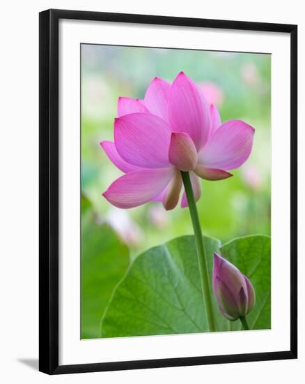 Perry's Water Garden, Lotus Blossom, Franklin, North Carolina, USA-Joanne Wells-Framed Photographic Print