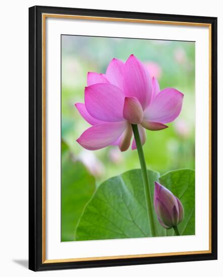 Perry's Water Garden, Lotus Blossom, Franklin, North Carolina, USA-Joanne Wells-Framed Photographic Print