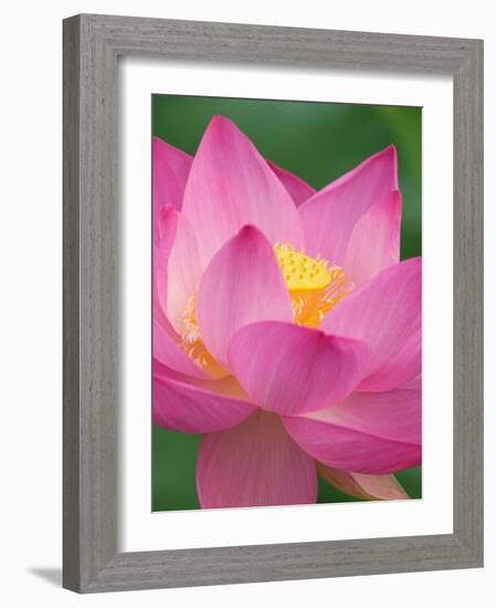 Perry's Water Garden, Lotus Blossom, Franklin, North Carolina, USA-Joanne Wells-Framed Photographic Print