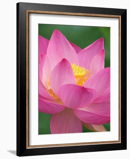 Perry's Water Garden, Lotus Blossom, Franklin, North Carolina, USA-Joanne Wells-Framed Photographic Print