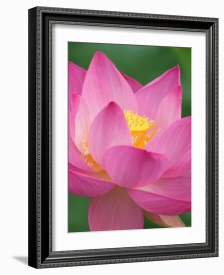 Perry's Water Garden, Lotus Blossom, Franklin, North Carolina, USA-Joanne Wells-Framed Photographic Print