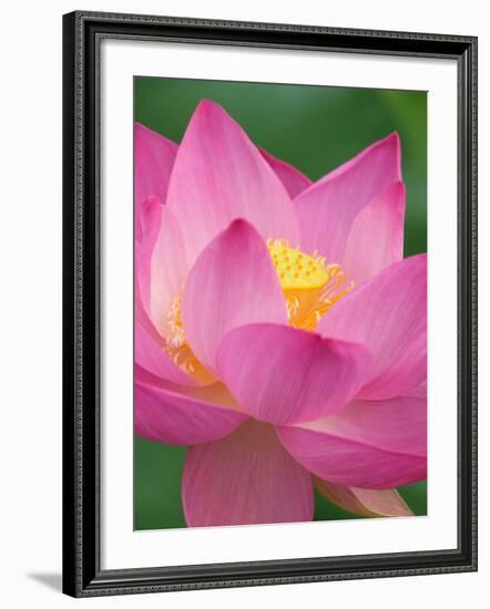 Perry's Water Garden, Lotus Blossom, Franklin, North Carolina, USA-Joanne Wells-Framed Photographic Print