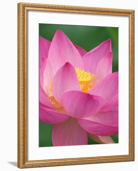 Perry's Water Garden, Lotus Blossom, Franklin, North Carolina, USA-Joanne Wells-Framed Photographic Print