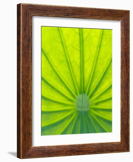 Perry's Water Garden, Lotus Blossom, Franklin, North Carolina, USA-Joanne Wells-Framed Photographic Print