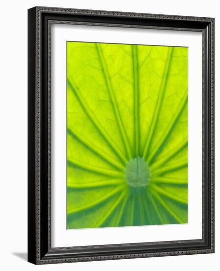 Perry's Water Garden, Lotus Blossom, Franklin, North Carolina, USA-Joanne Wells-Framed Photographic Print