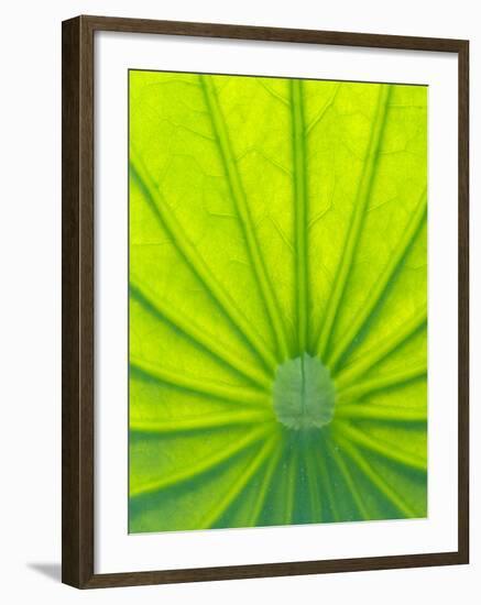 Perry's Water Garden, Lotus Blossom, Franklin, North Carolina, USA-Joanne Wells-Framed Photographic Print