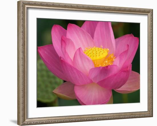 Perry's Water Garden, Lotus Blossom, Franklin, North Carolina, USA-Joanne Wells-Framed Photographic Print