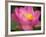 Perry's Water Garden, Lotus Blossom, Franklin, North Carolina, USA-Joanne Wells-Framed Photographic Print