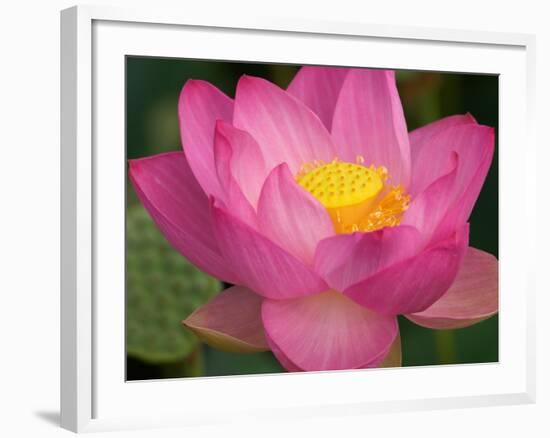 Perry's Water Garden, Lotus Blossom, Franklin, North Carolina, USA-Joanne Wells-Framed Photographic Print