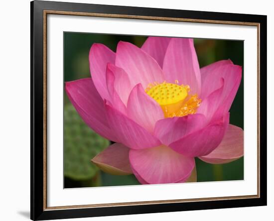 Perry's Water Garden, Lotus Blossom, Franklin, North Carolina, USA-Joanne Wells-Framed Photographic Print