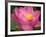 Perry's Water Garden, Lotus Blossom, Franklin, North Carolina, USA-Joanne Wells-Framed Photographic Print