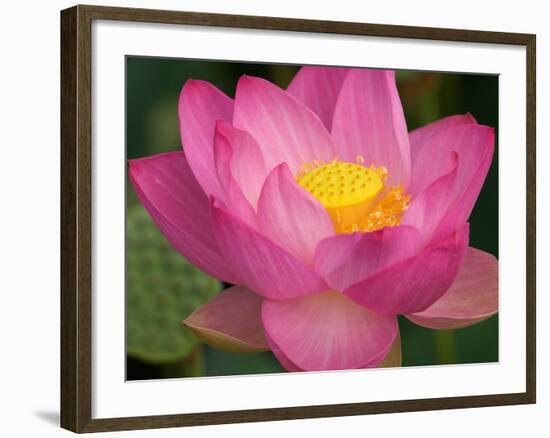 Perry's Water Garden, Lotus Blossom, Franklin, North Carolina, USA-Joanne Wells-Framed Photographic Print