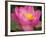 Perry's Water Garden, Lotus Blossom, Franklin, North Carolina, USA-Joanne Wells-Framed Photographic Print