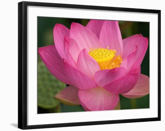 Perry's Water Garden, Lotus Blossom, Franklin, North Carolina, USA-Joanne Wells-Framed Photographic Print