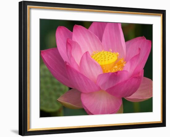 Perry's Water Garden, Lotus Blossom, Franklin, North Carolina, USA-Joanne Wells-Framed Photographic Print