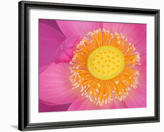 Perry's Water Garden, Lotus Blossom, Franklin, North Carolina, USA-Joanne Wells-Framed Photographic Print