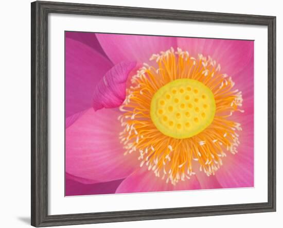 Perry's Water Garden, Lotus Blossom, Franklin, North Carolina, USA-Joanne Wells-Framed Photographic Print