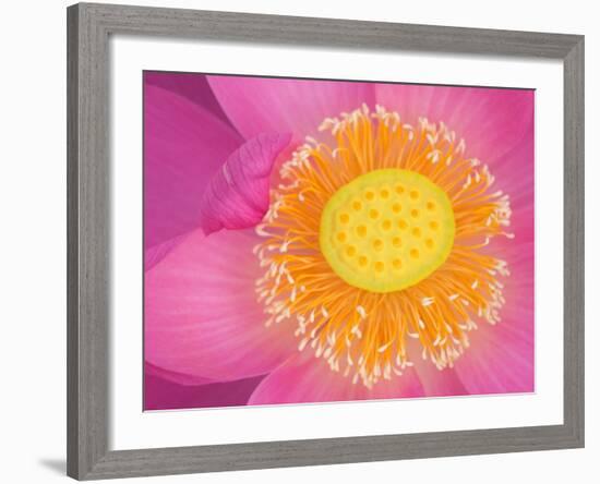 Perry's Water Garden, Lotus Blossom, Franklin, North Carolina, USA-Joanne Wells-Framed Photographic Print