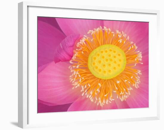 Perry's Water Garden, Lotus Blossom, Franklin, North Carolina, USA-Joanne Wells-Framed Photographic Print