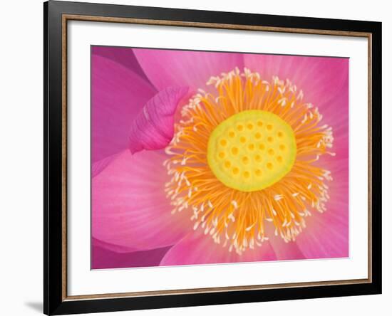 Perry's Water Garden, Lotus Blossom, Franklin, North Carolina, USA-Joanne Wells-Framed Photographic Print