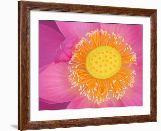 Perry's Water Garden, Lotus Blossom, Franklin, North Carolina, USA-Joanne Wells-Framed Photographic Print