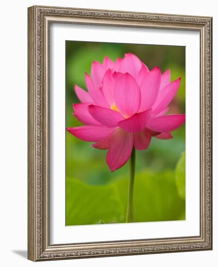 Perry's Water Garden, Lotus Blossom, Franklin, North Carolina, USA-Joanne Wells-Framed Photographic Print