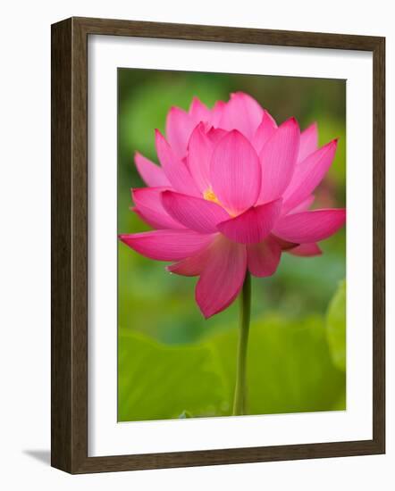 Perry's Water Garden, Lotus Blossom, Franklin, North Carolina, USA-Joanne Wells-Framed Photographic Print