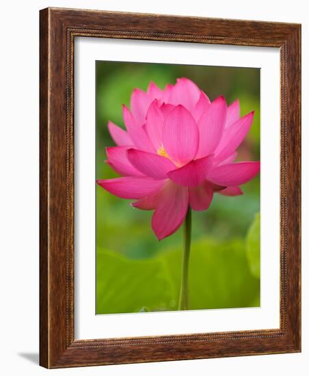 Perry's Water Garden, Lotus Blossom, Franklin, North Carolina, USA-Joanne Wells-Framed Photographic Print