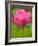 Perry's Water Garden, Lotus Blossom, Franklin, North Carolina, USA-Joanne Wells-Framed Photographic Print