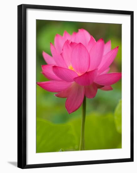 Perry's Water Garden, Lotus Blossom, Franklin, North Carolina, USA-Joanne Wells-Framed Photographic Print