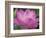 Perry's Water Garden, Lotus Blossom, Franklin, North Carolina, USA-Joanne Wells-Framed Photographic Print