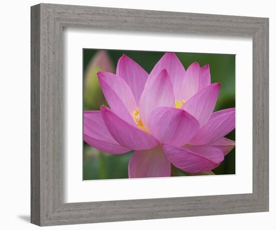 Perry's Water Garden, Lotus Blossom, Franklin, North Carolina, USA-Joanne Wells-Framed Photographic Print