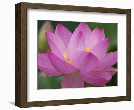 Perry's Water Garden, Lotus Blossom, Franklin, North Carolina, USA-Joanne Wells-Framed Photographic Print