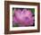 Perry's Water Garden, Lotus Blossom, Franklin, North Carolina, USA-Joanne Wells-Framed Photographic Print