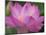 Perry's Water Garden, Lotus Blossom, Franklin, North Carolina, USA-Joanne Wells-Mounted Photographic Print