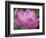 Perry's Water Garden, Lotus Blossom, Franklin, North Carolina, USA-Joanne Wells-Framed Photographic Print