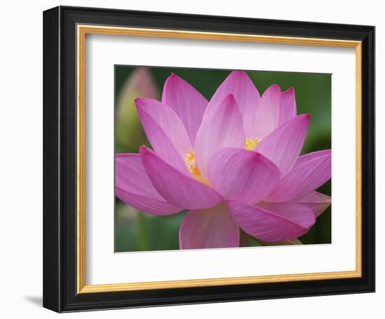 Perry's Water Garden, Lotus Blossom, Franklin, North Carolina, USA-Joanne Wells-Framed Photographic Print